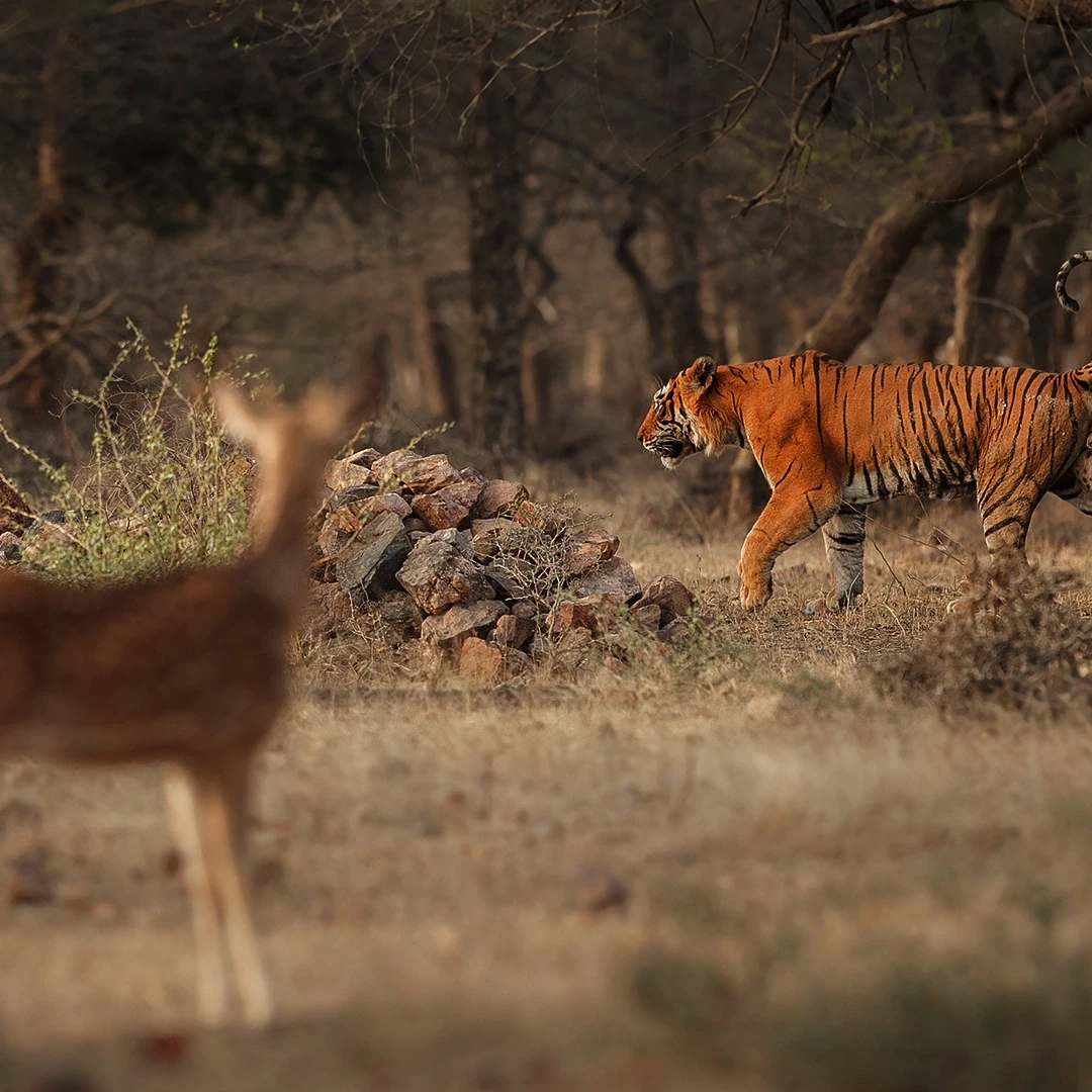 Pench and Tadoba Wildlife Tour with 2 Jeep Safari